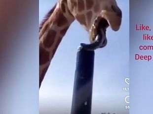 Stepdaughter my giraffe in the perfect deepthroat with cum in throat